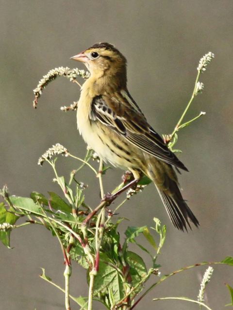 Bobolinks