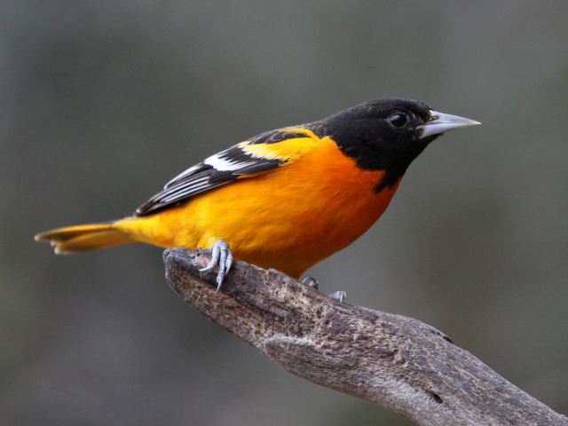 Baltimore Oriole