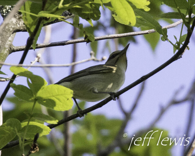 Black-whiskered Vireo