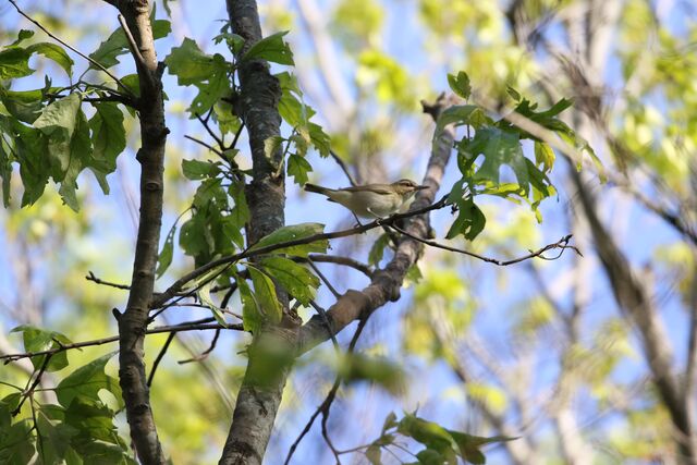 Black-whiskered Vireo