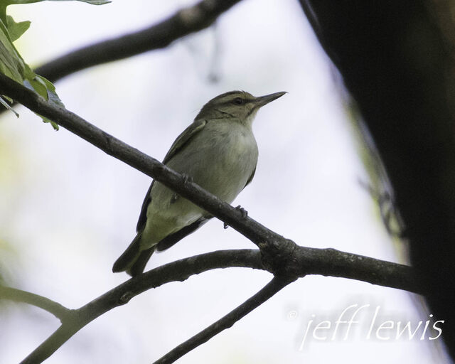 Black-whiskered Vireo