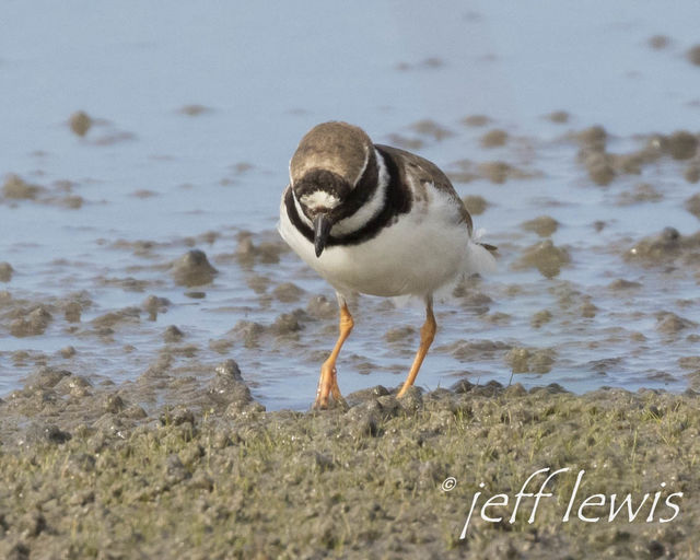 Common Ringed Plover