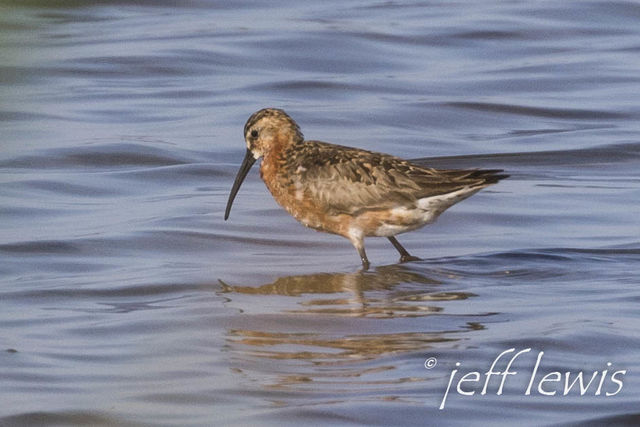 Curlew Sandpiper