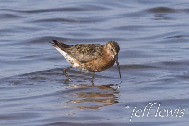 Curlew Sandpiper