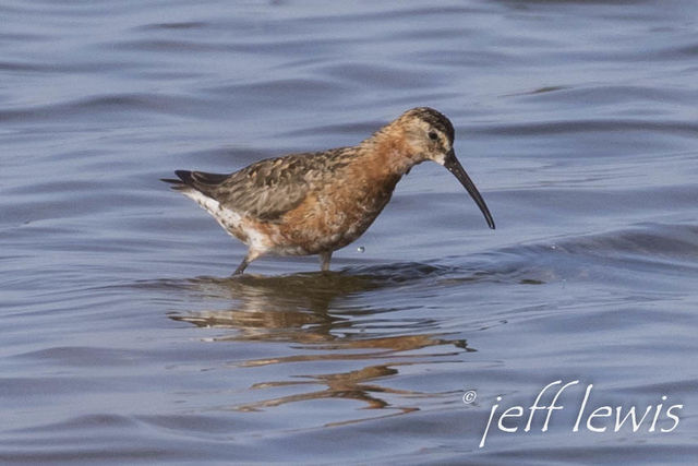 Curlew Sandpiper