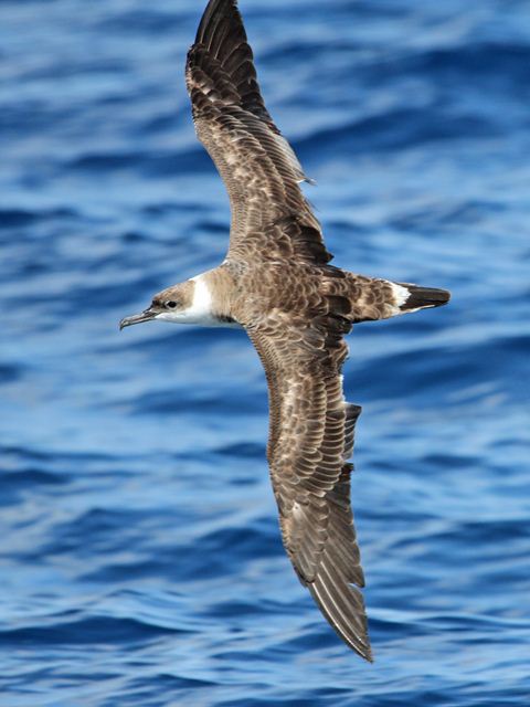 Great Shearwaters