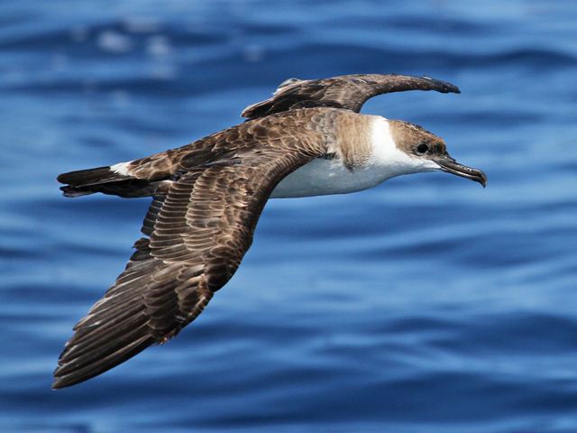 Great Shearwaters