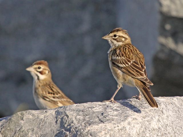 Lark Sparrows