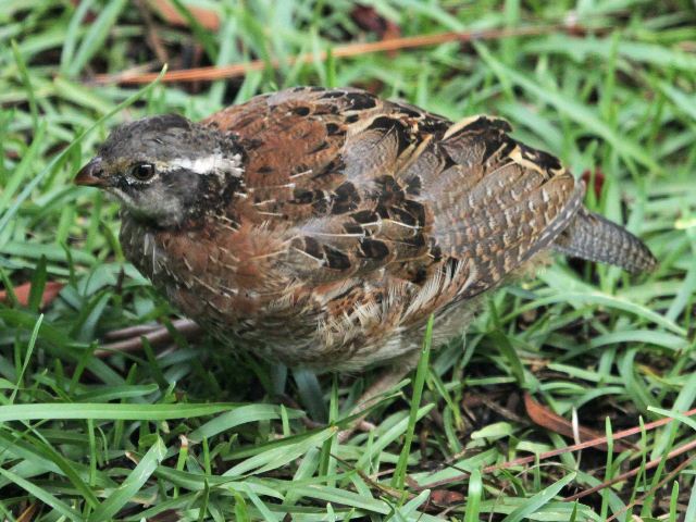 Northern Bobwhite