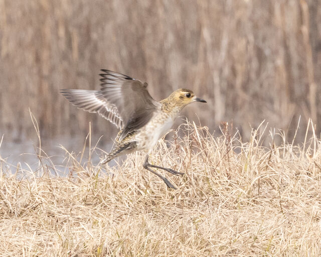 Pacific Golden-Plover