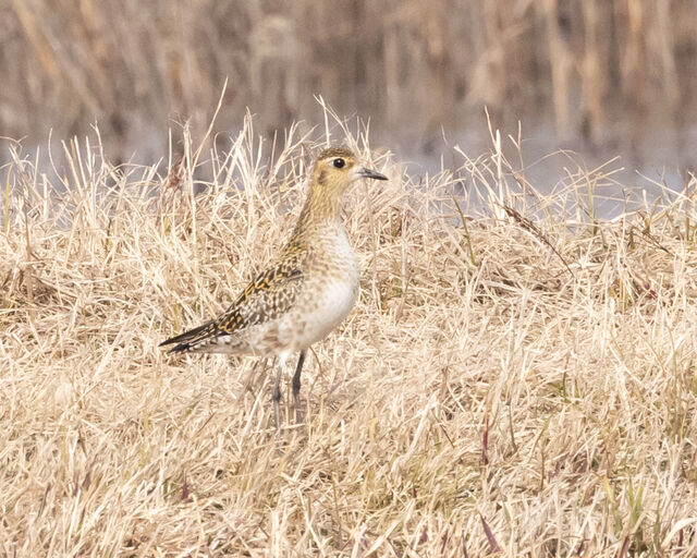 Pacific Golden-Plover