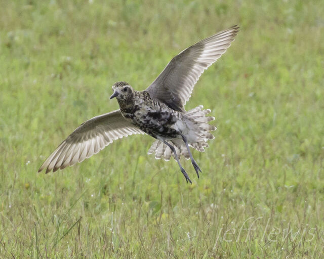 Pacific Golden-Plover