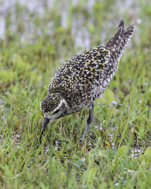 Pacific Golden-Plover