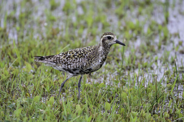 Pacific Golden-Plover