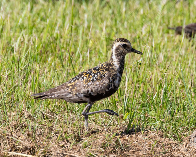 Pacific Golden-Plover