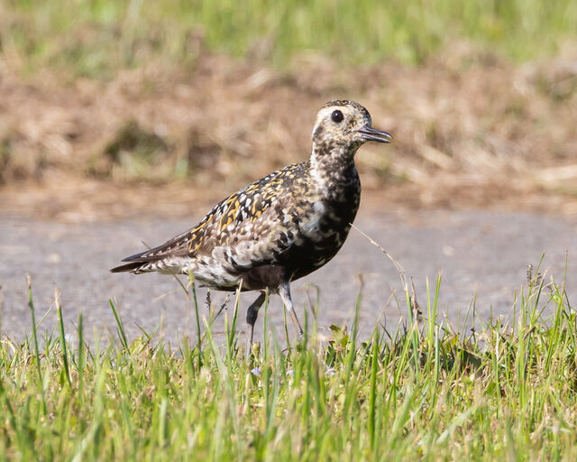 Pacific Golden-Plover