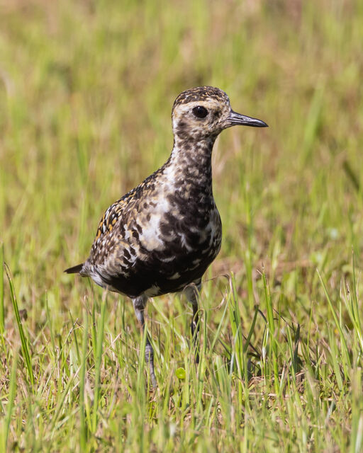 Pacific Golden-Plover