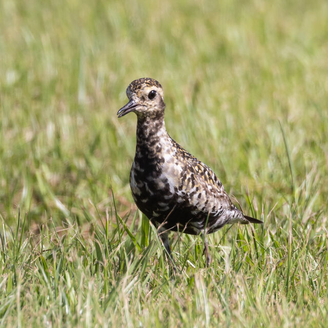 Pacific Golden-Plover