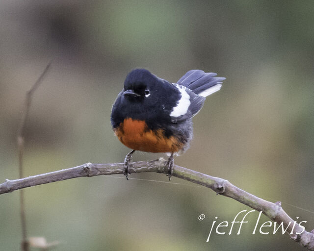 Painted Redstart