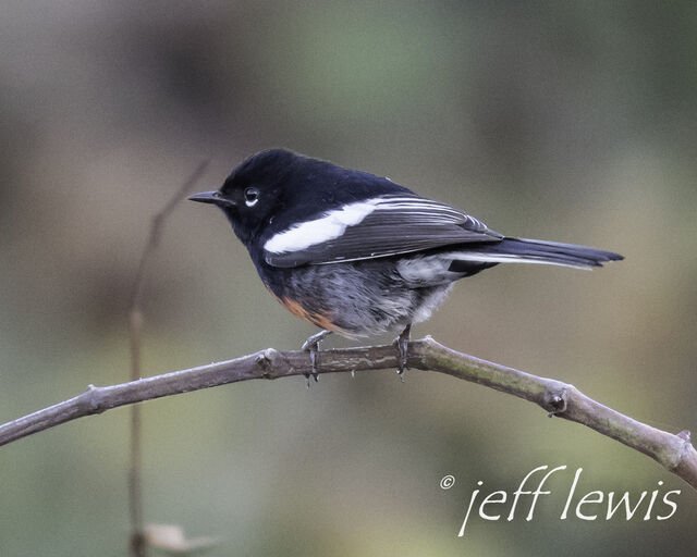 Painted Redstart