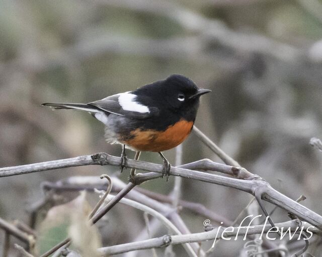 Painted Redstart