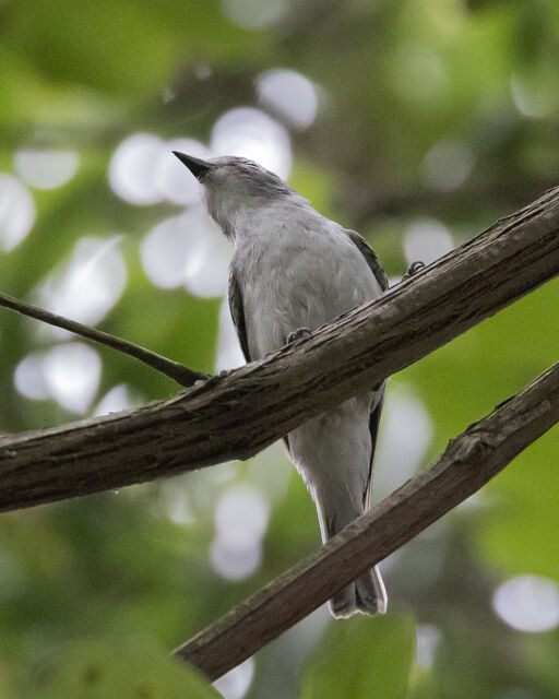 Plumbeous Vireo