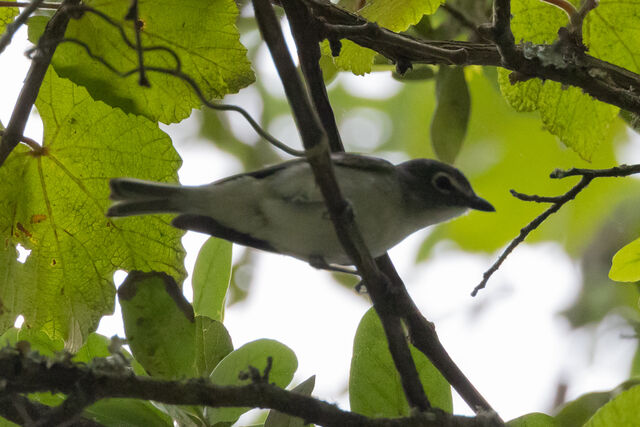 Plumbeous Vireo