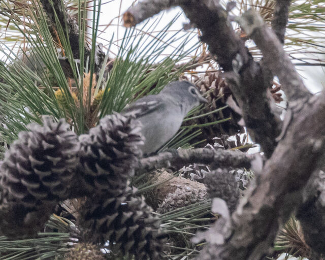 Plumbeous Vireo