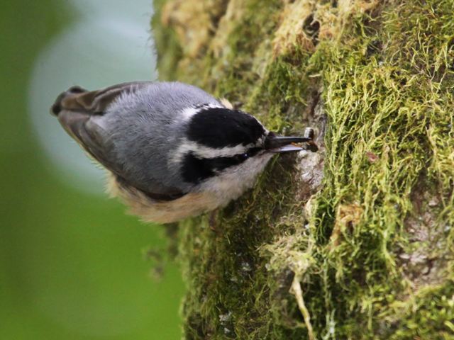 Red-breasted Nuthatch