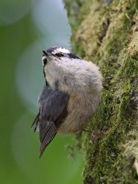 Red-breasted Nuthatch