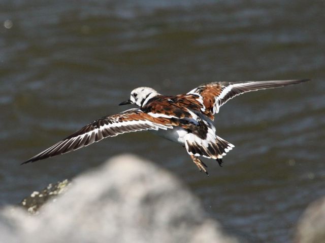 Ruddy Turnstone