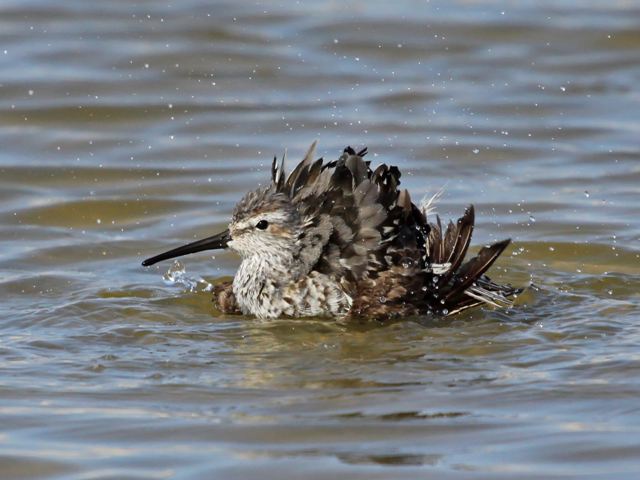 Stilt Sandpiper