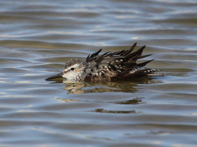 Stilt Sandpiper