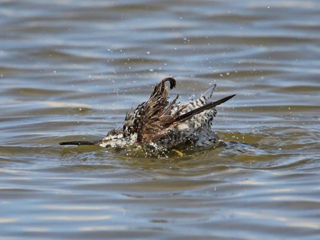 Stilt Sandpiper