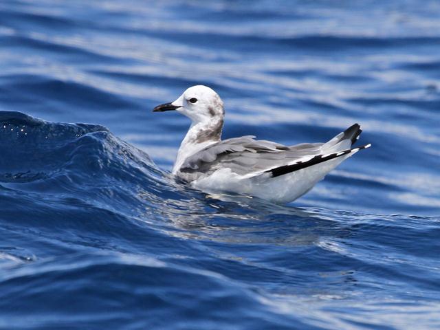 Sabine's Gull