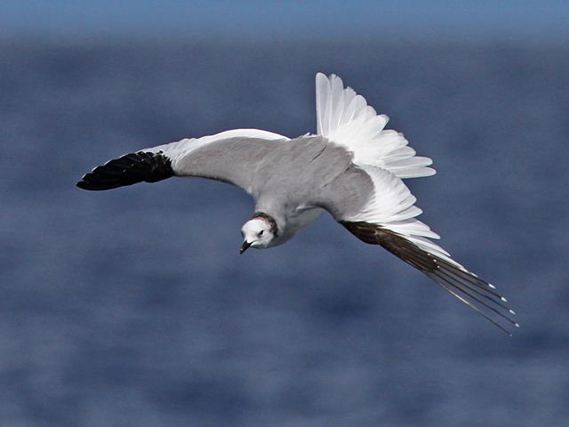 Sabine's Gull