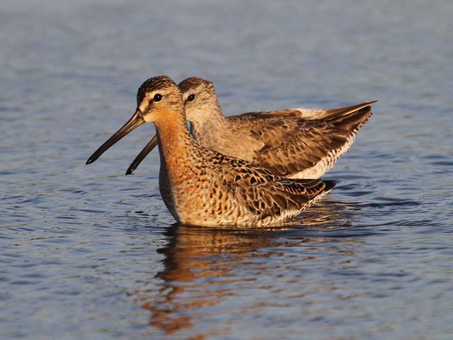 Short-billed Dowitchers