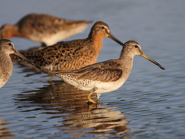 Short-billed Dowitchers