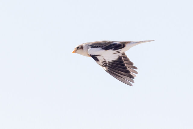 Snow Bunting