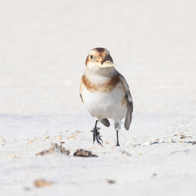 Snow Bunting