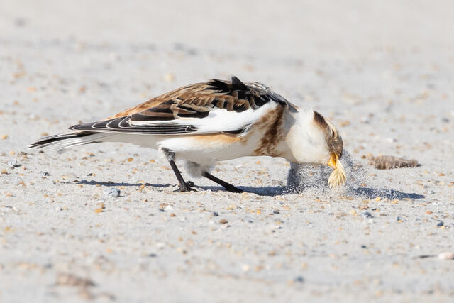 Snow Bunting