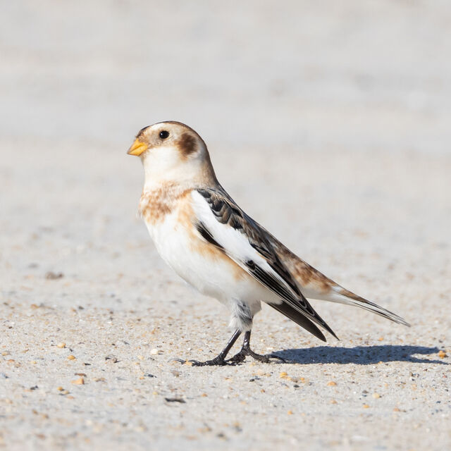 Snow Bunting