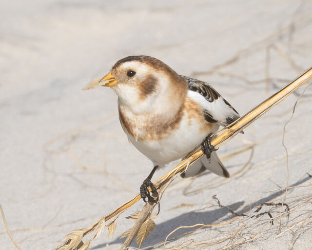 Snow Bunting