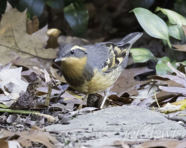 Varied Thrush