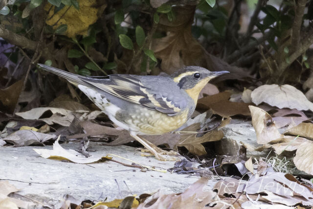 Varied Thrush