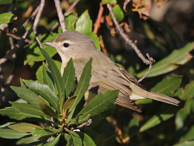 Warbling Vireo