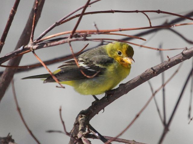 Western Tanager