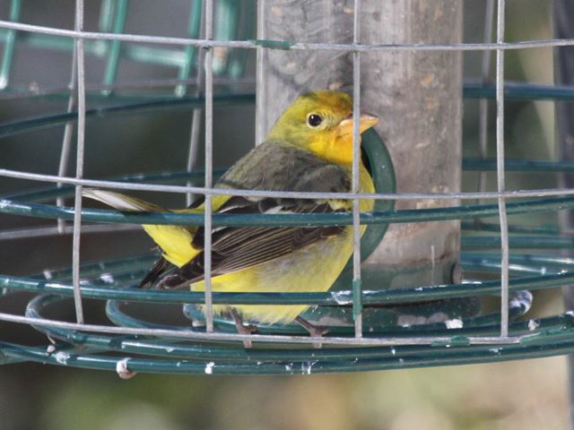 Western Tanager