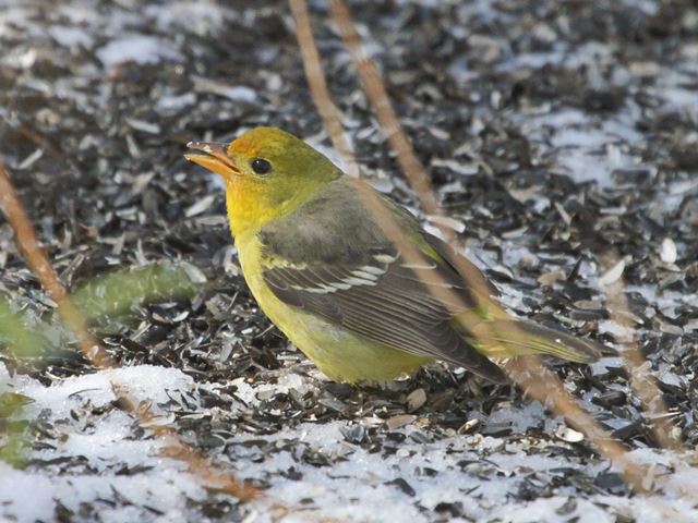 Western Tanager