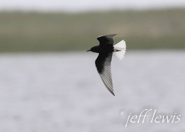 White-winged Tern